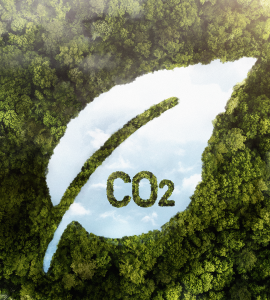 Créditos de carbono: Conheça o mercado por trás desse ativo